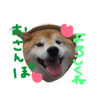 柴犬 ふうたん（個別スタンプ：6）