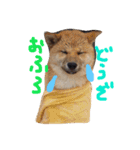柴犬 ふうたん（個別スタンプ：7）