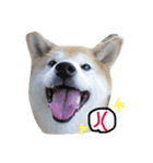 柴犬 ふうたん（個別スタンプ：8）