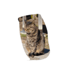 huji 猫ちゃん（個別スタンプ：1）