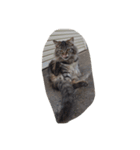 huji 猫ちゃん（個別スタンプ：3）