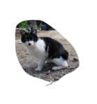 huji 猫ちゃん（個別スタンプ：5）