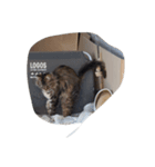 huji 猫ちゃん（個別スタンプ：6）