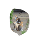 huji 猫ちゃん（個別スタンプ：7）