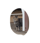 huji 猫ちゃん（個別スタンプ：8）