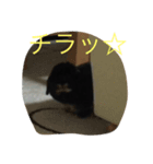 ホーランドロップ   イブ君（個別スタンプ：1）