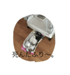 ホーランドロップ   イブ君（個別スタンプ：5）