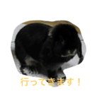 ホーランドロップ   イブ君（個別スタンプ：7）