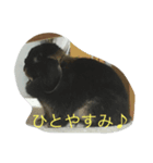 ホーランドロップ   イブ君（個別スタンプ：8）