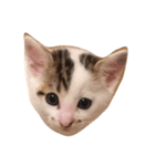 カンカン 猫（個別スタンプ：1）