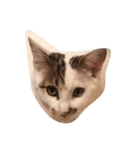 カンカン 猫（個別スタンプ：3）