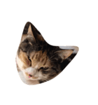 カンカン 猫（個別スタンプ：4）