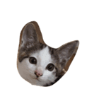 カンカン 猫（個別スタンプ：5）