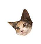 カンカン 猫（個別スタンプ：6）