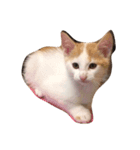 カンカン 猫（個別スタンプ：7）
