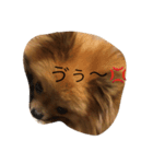 ふわふわポメ（個別スタンプ：1）