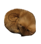 ふわふわポメ（個別スタンプ：3）