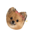 ふわふわポメ（個別スタンプ：4）