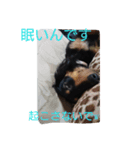 ダックスのさくぼん（個別スタンプ：3）