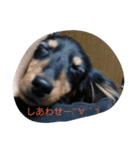 ダックスのさくぼん（個別スタンプ：7）