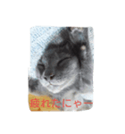 ダックスのさくぼん（個別スタンプ：8）
