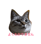 はなまち専用（個別スタンプ：1）
