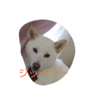 白い柴犬一言付き（個別スタンプ：1）