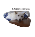白い柴犬一言付き（個別スタンプ：3）
