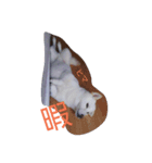 白い柴犬一言付き（個別スタンプ：4）