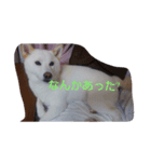 白い柴犬一言付き（個別スタンプ：5）