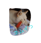 白い柴犬一言付き（個別スタンプ：6）