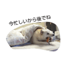 白い柴犬一言付き（個別スタンプ：7）
