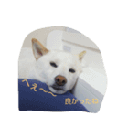 白い柴犬一言付き（個別スタンプ：8）