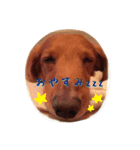 愛犬グロス。（個別スタンプ：1）