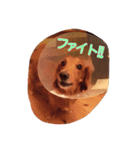 愛犬グロス。（個別スタンプ：2）