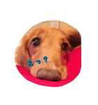 愛犬グロス。（個別スタンプ：3）