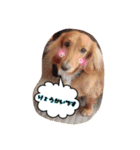 愛犬グロス。（個別スタンプ：4）