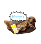 愛犬グロス。（個別スタンプ：5）