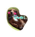 愛犬グロス。（個別スタンプ：6）