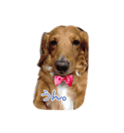 愛犬グロス。（個別スタンプ：7）