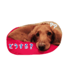 愛犬グロス。（個別スタンプ：8）