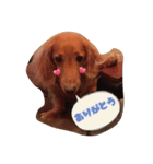 愛犬グロス。（個別スタンプ：9）