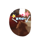 愛犬グロス。（個別スタンプ：11）