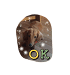 愛犬グロス。（個別スタンプ：13）