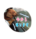 愛犬グロス。（個別スタンプ：14）