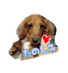 愛犬グロス。（個別スタンプ：15）