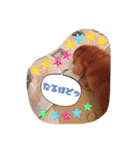 愛犬グロス。（個別スタンプ：16）
