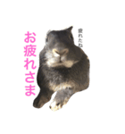 うさぎのとんちゃん（個別スタンプ：3）