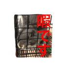 うさぎのとんちゃん（個別スタンプ：7）