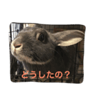 うさぎのとんちゃん（個別スタンプ：8）